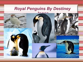 Royal Penguins By  Destiney  Jones Title 