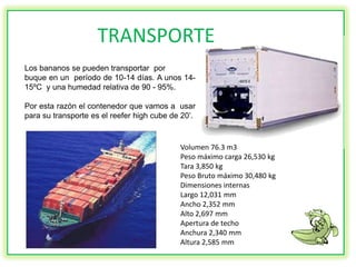 TRANSPORTE
Los bananos se pueden transportar por
buque en un período de 10-14 días. A unos 14-
15ºC y una humedad relativa de 90 - 95%.

Por esta razón el contenedor que vamos a usar
para su transporte es el reefer high cube de 20’.


                                            Volumen 76.3 m3
                                            Peso máximo carga 26,530 kg
                                            Tara 3,850 kg
                                            Peso Bruto máximo 30,480 kg
                                            Dimensiones internas
                                            Largo 12,031 mm
                                            Ancho 2,352 mm
                                            Alto 2,697 mm
                                            Apertura de techo
                                            Anchura 2,340 mm
                                            Altura 2,585 mm
 
