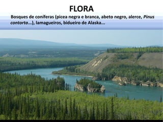 FLORA

Bosques de coníferas (picea negra e branca, abeto negro, alerce, Pinus
contorta...), lamagueiros, bidueiro de Alaska...

 