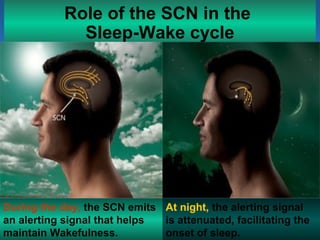 Role of the SCN in the
Sleep-Wake cycle
During the day, the SCN emits
an alerting signal that helps
maintain Wakefulness.
At night, the alerting signal
is attenuated, facilitating the
onset of sleep.
 