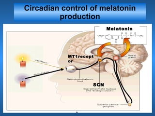 Circadian control of melatonin
production
MT1recept
or
SCN
Melatonin
 