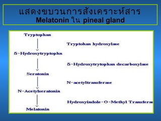 แสดงขบวนการสังเคราะห์สาร
Melatonin ใน pineal gland
 