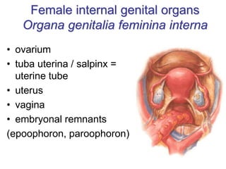 Female internal genital organs
Organa genitalia feminina interna
• ovarium
• tuba uterina / salpinx =
uterine tube
• uterus
• vagina
• embryonal remnants
(epoophoron, paroophoron)
 