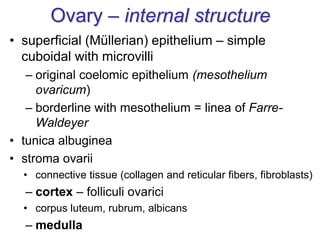 Ovary – internal structure
• superficial (Müllerian) epithelium – simple
cuboidal with microvilli
– original coelomic epithelium (mesothelium
ovaricum)
– borderline with mesothelium = linea of Farre-
Waldeyer
• tunica albuginea
• stroma ovarii
• connective tissue (collagen and reticular fibers, fibroblasts)
– cortex – folliculi ovarici
• corpus luteum, rubrum, albicans
– medulla
 