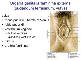 Organa genitalia feminina externa
(pudendum femininum, vulva)
vulva
• mons pubis = tubercle of Venus
• labia pudendi
• vestibulum vaginae
– bulbus vestibuli
– glandulae vestibulares
• clitoris
• urethra feminina
 