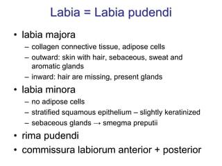 Labia = Labia pudendi
• labia majora
– collagen connective tissue, adipose cells
– outward: skin with hair, sebaceous, sweat and
aromatic glands
– inward: hair are missing, present glands
• labia minora
– no adipose cells
– stratified squamous epithelium – slightly keratinized
– sebaceous glands → smegma preputii
• rima pudendi
• commissura labiorum anterior + posterior
 