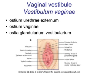 Vaginal vestibule
Vestibulum vaginae
• ostium urethrae externum
• ostium vaginae
• ostia glandularium vestibularium
 