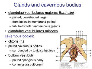 Glands and cavernous bodies
• glandulae vestibulares majores Bartholini
– paired, pea-shaped large
– from below in membrana perinei
– tubulo-alveolar and mucous glands
• glandulae vestibulares minores
cavernous bodies:
• clitoris (f.)
• paired cavernous bodies
– surrounded by tunica albuginea
• bulbus vestibuli
– paired spongious body
– commissura bulborum
 