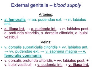 External genitalia – blood supply
Arteries:
• a. femoralis → aa. pudendae ext. → rr. labiales
ant.
• a. iliaca int. → a. pudenda int. → rr. labiales post.,
a. profunda clitoridis, a. dorsalis clitoridis, a. bulbi
vestibuli
Veins:
• v. dorsalis superficialis clitoridis + vv. labiales ant.
→ vv. pudendae ext. → v. saphena magna → v.
femoralis communis
• v. dorsalis profunda clitoridis + vv. labiales post. +
v. bulbi vestibuli → v. pudenda int. → v. iliaca int.
 
