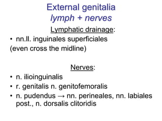 External genitalia
lymph + nerves
Lymphatic drainage:
• nn.ll. inguinales superficiales
(even cross the midline)
Nerves:
• n. ilioinguinalis
• r. genitalis n. genitofemoralis
• n. pudendus → nn. perineales, nn. labiales
post., n. dorsalis clitoridis
 