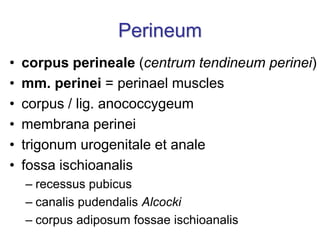 Perineum
• corpus perineale (centrum tendineum perinei)
• mm. perinei = perinael muscles
• corpus / lig. anococcygeum
• membrana perinei
• trigonum urogenitale et anale
• fossa ischioanalis
– recessus pubicus
– canalis pudendalis Alcocki
– corpus adiposum fossae ischioanalis
 