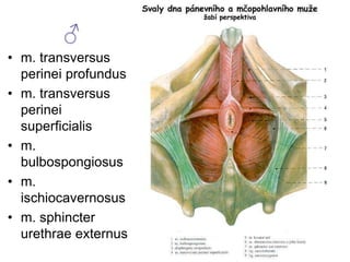 ♂
• m. transversus
perinei profundus
• m. transversus
perinei
superficialis
• m.
bulbospongiosus
• m.
ischiocavernosus
• m. sphincter
urethrae externus
 