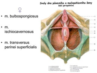 ♀
• m. bulbospongiosus
• m.
ischiocavernosus
• m. transversus
perinei superficialis
 