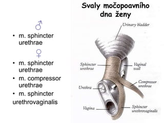 ♂
• m. sphincter
urethrae
♀
• m. sphincter
urethrae
• m. compressor
urethrae
• m. sphincter
urethrovaginalis
 