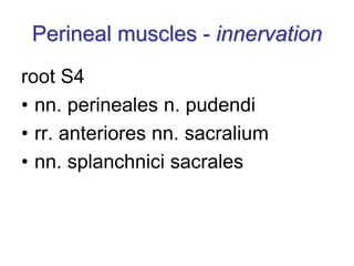 Perineal muscles - innervation
root S4
• nn. perineales n. pudendi
• rr. anteriores nn. sacralium
• nn. splanchnici sacrales
 