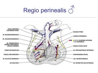 Regio perinealis ♂
 