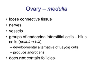 Ovary – medulla
• loose connective tissue
• nerves
• vessels
• groups of endocrine interstitial cells – hilus
cells (cellulae hili)
– developmental alternative of Leydig cells
– produce androgens
• does not contain follicles
 