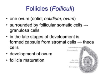 Follicles (Folliculi)
• one ovum (ootid; ootidium, ovum)
• surrounded by follicular somatic cells →
granulosa cells
• in the late stages of development is
formed capsule from stromal cells → theca
cells
• development of ovum
• follicle maturation
 