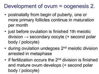 Development of ovum = oogenesis 2.
• postnatally from begin of puberty, one or
more primary follicles continue in maturation
per month
• just before ovulation is finished 1th meiotic
division → secondary oocyte (+ second polar
body / polocyte)
• during ovulation undegoes 2nd meiotic division
arrested in metaphase
• if fertilization occurs the 2nd division is finished
and mature ovum develops (+ second polar
body / polocyte)
 