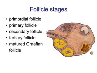 Follicle stages
• primordial follicle
• primary follicle
• secondary follicle
• tertiary follicle
• matured Graafian
follicle
 