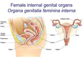 Female internal genital organs
Organa genitalia feminina interna
 