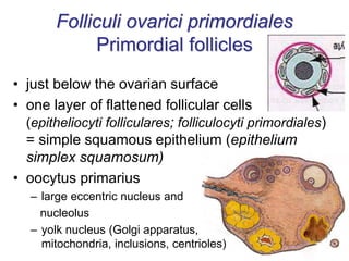 • just below the ovarian surface
• one layer of flattened follicular cells
(epitheliocyti folliculares; folliculocyti primordiales)
= simple squamous epithelium (epithelium
simplex squamosum)
• oocytus primarius
– large eccentric nucleus and
nucleolus
– yolk nucleus (Golgi apparatus,
mitochondria, inclusions, centrioles)
Folliculi ovarici primordiales
Primordial follicles
 