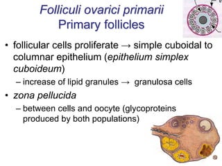 Folliculi ovarici primarii
Primary follicles
• follicular cells proliferate → simple cuboidal to
columnar epithelium (epithelium simplex
cuboideum)
– increase of lipid granules → granulosa cells
• zona pellucida
– between cells and oocyte (glycoproteins
produced by both populations)
 