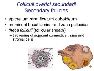 • epithelium stratificatum cuboideum
• prominent basal lamina and zona pellucida
• theca folliculi (follicular sheath)
– thickening of adjacent connective tissue and
stromal cells
Folliculi ovarici secundarii
Secondary follicles
 