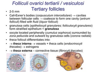 Folliculi ovarici tertiarii / vesiculosi
Tertiary follicles
• 2-5 mm
• Call-Exner‘s bodies (corpusculum intercellulare) → cavities
between follicular cells → coalesce to form one cavity (antrum
folliculi) filled with fluid (liquor folliculi)
• granulosa cells (epitheliocyti granulares; folilculocyti granulares)
form stratified epithelium = granulosa
• oocyte located peripherally (cumulus oophorus) surrounded by
zona pellucida and outward by granulosa cells (corona radiata)
• theca folliculi differentiates into:
•  theca interna  vessels + theca cells (endocrinocyti
thecales)  estrogens
•  theca externa – connective tissue (fibrocyti thecales)
 