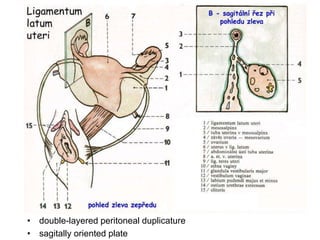 • double-layered peritoneal duplicature
• sagitally oriented plate
 