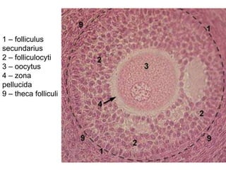 1 – folliculus
secundarius
2 – folliculocyti
3 – oocytus
4 – zona
pellucida
9 – theca folliculi
 