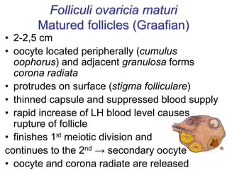 Folliculi ovaricia maturi
Matured follicles (Graafian)
• 2-2,5 cm
• oocyte located peripherally (cumulus
oophorus) and adjacent granulosa forms
corona radiata
• protrudes on surface (stigma folliculare)
• thinned capsule and suppressed blood supply
• rapid increase of LH blood level causes
rupture of follicle
• finishes 1st meiotic division and
continues to the 2nd → secondary oocyte
• oocyte and corona radiate are released
 