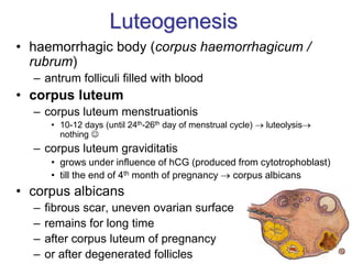 Luteogenesis
• haemorrhagic body (corpus haemorrhagicum /
rubrum)
– antrum folliculi filled with blood
• corpus luteum
– corpus luteum menstruationis
• 10-12 days (until 24th-26th day of menstrual cycle)  luteolysis
nothing 
– corpus luteum graviditatis
• grows under influence of hCG (produced from cytotrophoblast)
• till the end of 4th month of pregnancy  corpus albicans
• corpus albicans
– fibrous scar, uneven ovarian surface
– remains for long time
– after corpus luteum of pregnancy
– or after degenerated follicles
 