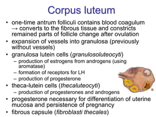 Corpus luteum
• one-time antrum folliculi contains blood coagulum
→ converts to the fibrous tissue and constricts
remained parts of follicle change after ovulation
• expansion of vessels into granulosa (previously
without vessels)
• granulosa lutein cells (granulosoluteocyti)
– production of estrogens from androgens (using
aromatase)
– formation of receptors for LH
– production of progesterone
• theca-lutein cells (thecaluteocyti)
– production of progesterones and androgens
• progesterone necessary for differentiation of uterine
mucosa and persistence of pregnancy
• fibrous capsule (fibroblasti thecales)
 