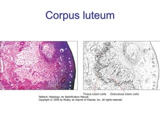 Corpus luteum
 
