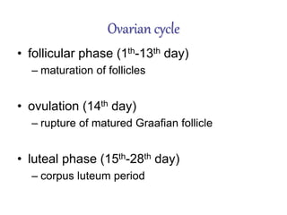Ovarian cycle
• follicular phase (1th-13th day)
– maturation of follicles
• ovulation (14th day)
– rupture of matured Graafian follicle
• luteal phase (15th-28th day)
– corpus luteum period
 