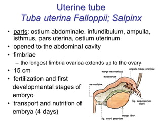Uterine tube
Tuba uterina Falloppii; Salpinx
• parts: ostium abdominale, infundibulum, ampulla,
isthmus, pars uterina, ostium uterinum
• opened to the abdominal cavity
• fimbriae
– the longest fimbria ovarica extends up to the ovary
• 15 cm
• fertilization and first
developmental stages of
embryo
• transport and nutrition of
embrya (4 days)
 