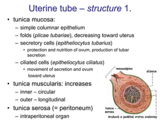 Uterine tube – structure 1.
• tunica mucosa:
– simple columnar epithelium
– folds (plicae tubariae), decreasing toward uterus
– secretory cells (epitheliocytus tubarius)
• protection and nutrition of ovum, production of tubar
secretion
– ciliated cells (epitheliocytus ciliatus)
• movement of secretion and ovum
toward uterus
• tunica muscularis: increases
– inner – circular
– outer – longitudinal
• tunica serosa (= peritoneum)
– intraperitoneal organ
 