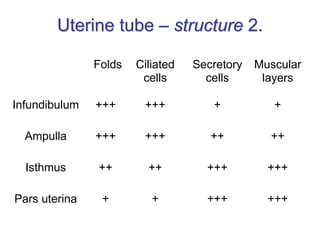 Uterine tube – structure 2.
Folds Ciliated
cells
Secretory
cells
Muscular
layers
Infundibulum +++ +++ + +
Ampulla +++ +++ ++ ++
Isthmus ++ ++ +++ +++
Pars uterina + + +++ +++
 