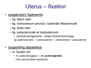 Uterus – fixation
• suspensory ligaments:
– lig. latum uteri
– lig. transversum cervicis / cardinale Mackenrodti
– lig. teres uteri
– lig. pubocervicale et rectouterinum
• ventrodorsal ligaments – proper clinical terminology:
lig. pubovesicalia → vesicouterina → rectouterina + sacrouterina
• supporting apparatus:
– m. levator ani
• m. pubococcygeus → m. pubovaginalis
• mm. perinei (less important)
 