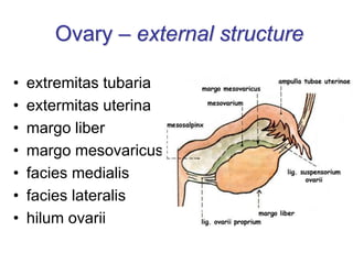 Ovary – external structure
• extremitas tubaria
• extermitas uterina
• margo liber
• margo mesovaricus
• facies medialis
• facies lateralis
• hilum ovarii
 
