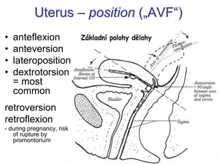 Uterus – position („AVF“)
• anteflexion
• anteversion
• lateroposition
• dextrotorsion
= most
common
retroversion
retroflexion
- during pregnancy, risk
of rupture by
promontorium
 