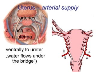 Uterus – arterial supply
arteries:
a. iliaca int.
→ a. uterina
ventrally to ureter
„water flows under
the bridge“)
 