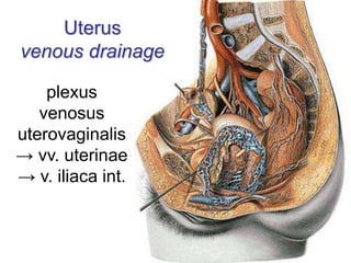 plexus
venosus
uterovaginalis
→ vv. uterinae
→ v. iliaca int.
Uterus
venous drainage
 