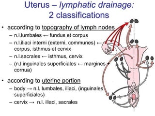 Uterus – lymphatic drainage:
2 classifications
• according to topography of lymph nodes
– n.l.lumbales ← fundus et corpus
– n.l.iliaci interni (externi, communes) ←
corpus, isthmus et cervix
– n.l.sacrales ← isthmus, cervix
– (n.l.inguinales superficiales ← margines +
cornua)
• according to uterine portion
– body → n.l. lumbales, iliaci, (inguinales
superficiales)
– cervix → n.l. iliaci, sacrales
 