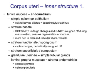 Corpus uteri – inner structure 1.
• tunica mucosa – endometrium
– simple columnar epithelium
• epitheliocytus ciliatus + exocrinocytus uterinus
– stratum basale
• DOES NOT undergo changes and is NOT sloughed off during
menstruation, ensures regeneration of mucosa
• more rich in cells and reticular fibers, vessels
– stratum functionale / spongiosum
• cyclic changes, periodically sloughed off
– stratum superficiale / compactum
– glandulae uterinae – simple tubular glands
– lamina propria mucosae = stroma endometriale
• cellula stromalis
• cellula granularis
 