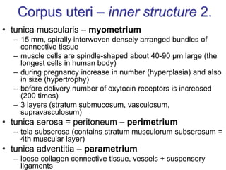 Corpus uteri – inner structure 2.
• tunica muscularis – myometrium
– 15 mm, spirally interwoven densely arranged bundles of
connective tissue
– muscle cells are spindle-shaped about 40-90 µm large (the
longest cells in human body)
– during pregnancy increase in number (hyperplasia) and also
in size (hypertrophy)
– before delivery number of oxytocin receptors is increased
(200 times)
– 3 layers (stratum submucosum, vasculosum,
supravasculosum)
• tunica serosa = peritoneum – perimetrium
– tela subserosa (contains stratum musculorum subserosum =
4th muscular layer)
• tunica adventitia – parametrium
– loose collagen connective tissue, vessels + suspensory
ligaments
 