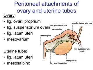 Peritoneal attachments of
ovary and uterine tubes
Ovary:
• lig. ovarii proprium
• lig. suspensorium ovarii
• lig. latum uteri
• mesovarium
Uterine tube:
• lig. latum uteri
• mesosalpinx
 