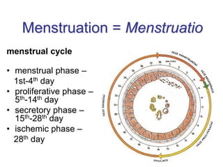 Menstruation = Menstruatio
menstrual cycle
• menstrual phase –
1st-4th day
• proliferative phase –
5th-14th day
• secretory phase –
15th-28th day
• ischemic phase –
28th day
 