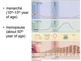 • menarché
(10th-13th year
of age)
• menopause
(about 50th
year of age)
 